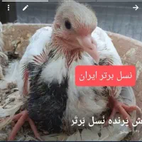 گروه طوقی‌بازان‌در روبیکا فعال با ۳هزار نفرعضو|پرنده|عنبرآباد, |دیوار
