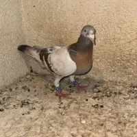 کفتر کبوتر سوسنی ترنج‌زرد‌کازرونی و طوقی زرد