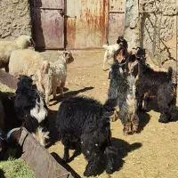 گوسفند پروار بزغاله کاور و قوچ|حیوانات مزرعه|ایلام, |دیوار