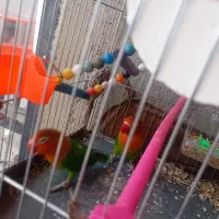 طوطی|پرنده|خاش, |دیوار