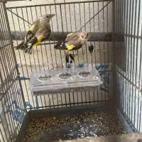 تعدادی جوجه سهره دونه ۲تومن