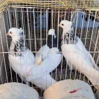 طوقی|پرنده|دهدشت, |دیوار