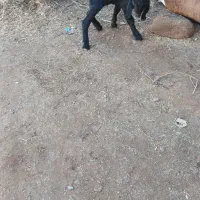 بزغاله شیری نر ۳روزه