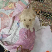 با وفا تربیت شده
