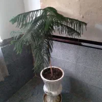 یک عدد گل مطبق با گلدان و زیر گلدان