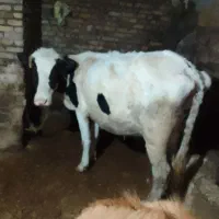 روستای زین آباد در مسیر صوفیان