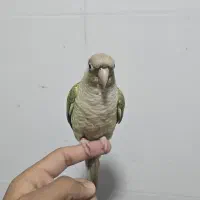 گرینچک پاین اپل