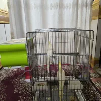عروس هلندی شادگان|پرنده|شادگان, |دیوار