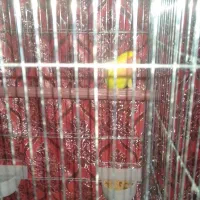 یک عدد طوطی|پرنده|زرند, |دیوار