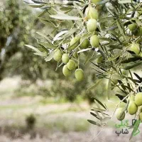 سرکاریگر زیتونم برای شهر منجیل .گیلان