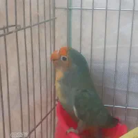 کوتوله برزیلی نر .بالغ|پرنده|شیراز, شاپورجان|دیوار