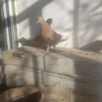 کبوتر پرشی نصل قدیم