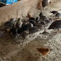 جوجه بو قلمون و جوجه مرغ محلی