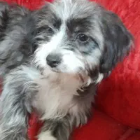 توله سگ شیتزو تریر ماده|سگ|کرمان, |دیوار