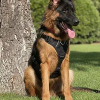 توله سگ ژرمن شولاین