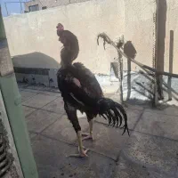 خروس لاری ۵ دانگ ندید