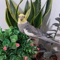 گمشده عروس هلندی