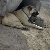 سگ ماده سرابی