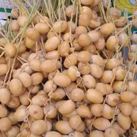 رطب وخارک خرمشهر رسید|خوردنی و آشامیدنی|قم, وادی السلام|دیوار