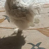 خروس پا پری|حیوانات مزرعه|مشهد, شهید آوینی|دیوار