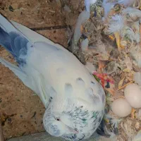 کبوتر تهرانی