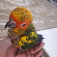 جوجه طوطی خورشیدی یاهمون سانکانورشاه تخم