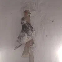 سرور ماده