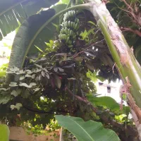 نهال موز با نازلترین قیمت|گل و گیاه طبیعی|ساری, |دیوار