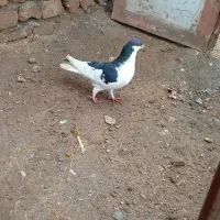 چپ‌سیاه‌قلدر|پرنده|خوشاب, |دیوار