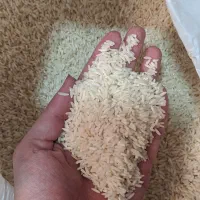 برنج هاشمی خالص