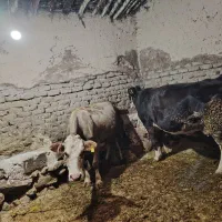 دو عدد گاو هر دوتا ابستن