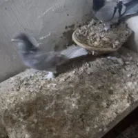 کبوتر ترکیه|پرنده|خسروشاه, |دیوار