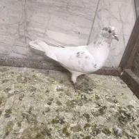 کبوتر|پرنده|پاکدشت, پاکدشت (مامازند)|دیوار