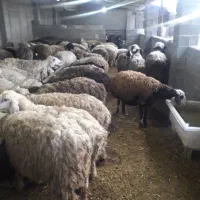 نیازمند نگهبان باخانواده در دامداری