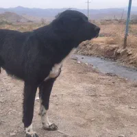 سگ قهدریجانی|سگ|ماهنشان, |دیوار