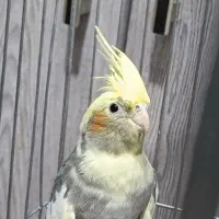 عروس هلندی بازیگوش