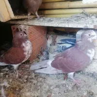 کبوتر|پرنده|فاضل آباد, |دیوار