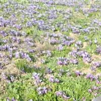 فروش-یک-هکتار-کشاورزی-زراعی