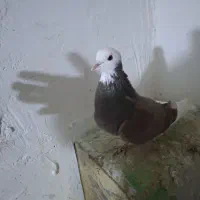 کبوتر فروشی لوتی و شازده و سررور|پرنده|ایلخچی, |دیوار