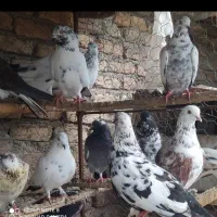 کبوتران غریب کشی بابل|پرنده|جویبار, |دیوار
