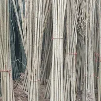 صنوبر نیگرا ( در قروه کردستان )