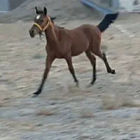 اسب نریون|اسب و تجهیزات اسب‌سواری|مشهد, وکیل‌آباد|دیوار