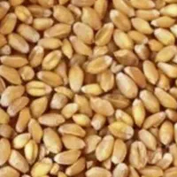 فروش بذر گندم رقم کوهدشت  اصلاح شده|عمده‌فروشی|گرمی, |دیوار