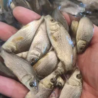 مزرعه پرورش ماهی زیر نظر شیلات