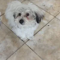 سگ شیتزو|سگ|تبریز, |دیوار