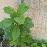 گلهای شاداب|گل و گیاه طبیعی|مرند, |دیوار