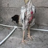خروس لاری