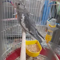 جوجه عروس|پرنده|آران و بیدگل, |دیوار