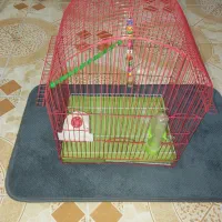 قفس طوطی|لوازم جانبی حیوانات|رشت, گلزاران|دیوار