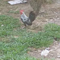 مرغ خروس پا کوتاه